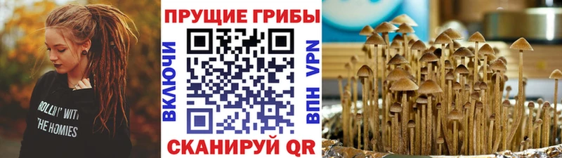 Купить закладки  Ленск  Галлюциногенные грибы Psilocybine cubensis 